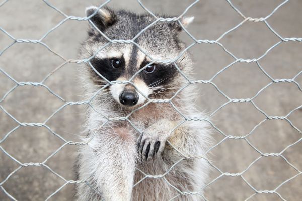 Plano Wildlife Removal