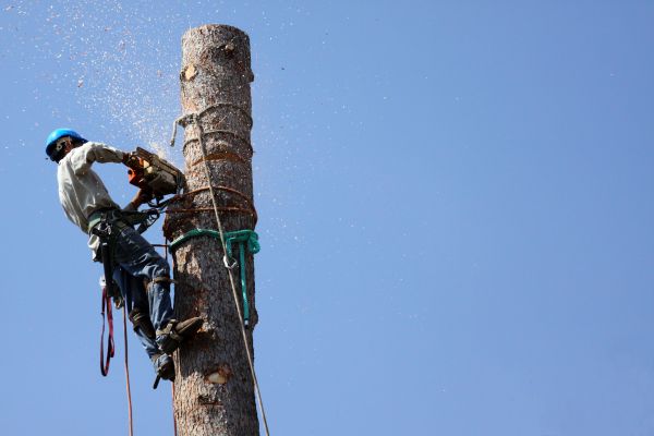 Plano Tree Removal